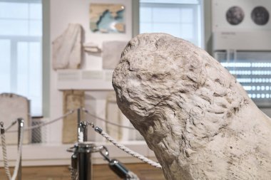 Sivastopol, Kırım - 31 Ocak 2021: Tarihi müzenin sergilenen antik aslan heykelinin başı