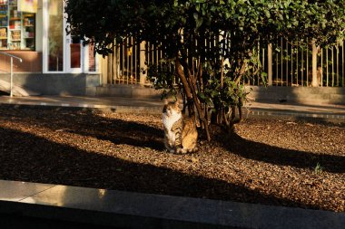 Sokak kedisi sabah güneşinde bir ağacın altında oturur.