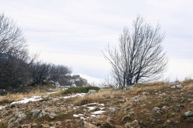 Kış dağ manzarası, uçurumun kenarındaki yapraksız ağaç, arkasında bulutlar var.