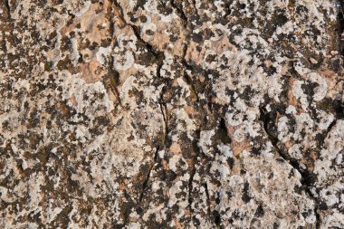 Pembemsi kayaların yosun ve yosunla kaplı yüzeyi.