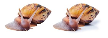 Beyaz arka planda yaşayan, gölgeli ve izole edilmiş iki canlı dev Afrika salyangozu.