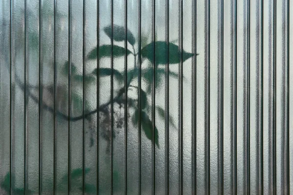 Αφηρημένο Υπόβαθρο Φύλλα Ζωντανών Δέντρων Λάμπουν Μέσα Από Ένα Ημι — Φωτογραφία Αρχείου