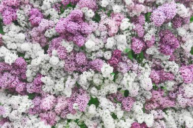 Beyaz, mor ve pembe çiçek açan leylakların doğal arka planı