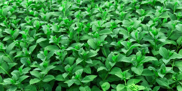 Plántulas Jóvenes Menta Tiernas Hojas Jóvenes Fondo Verde Natural —  Fotos de Stock