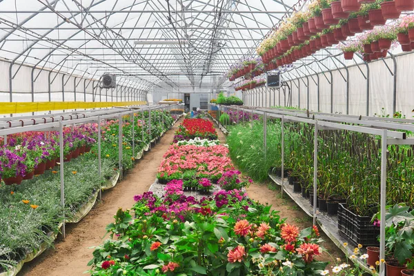Interior Invernadero Para Cultivo Flores Plantas Ornamentales Jardín — Foto de Stock