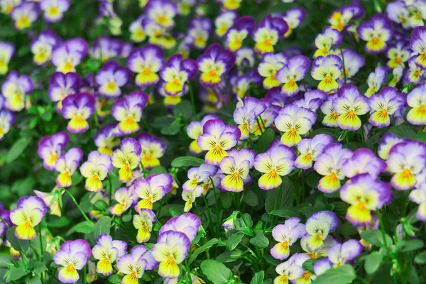 Fondo Floral Natural Brillante Con Flores Pansy — Foto de Stock