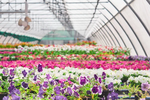 Interior Invernadero Para Cultivo Flores Plantas Ornamentales Jardín — Foto de Stock