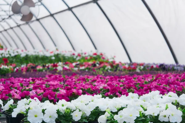 Interior Invernadero Para Cultivo Flores Plantas Ornamentales Jardín — Foto de Stock