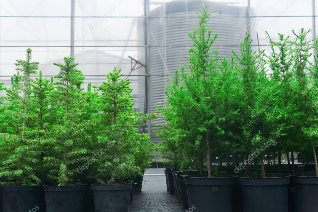spruce, larch and fir tree seedlings in pots in a tree nursery on the background of the greenhouse