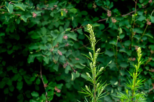 wormwood stem on natural plant blurred background