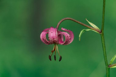 Bulanık arkaplanda mor zambak çiçeği.
