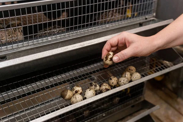 Çiftçinin Eli Batarya Kafesinden Bıldırcın Yumurtası Topluyor — Stok fotoğraf