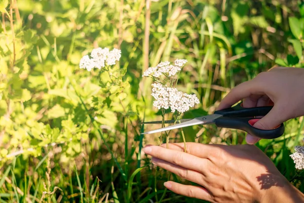 Hände Einer Kräuterkundigen Schneiden Die Schafgarbenblütenstände Mit Der Schere Großaufnahme — Stockfoto