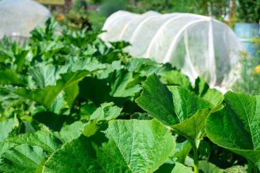 garden bed with squashes on the background of a vegetable garden with hobby polytunnel clipart