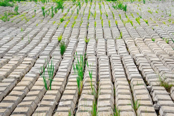 Rugalmas Betonszőnyeggel Borított Terep Erózió Megelőzése Érdekében Amelyet Földön Helyeztek — Stock Fotó