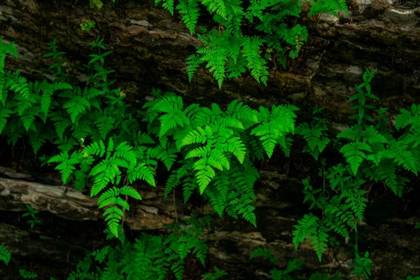 Small Green Ferns Grow Upside Vault Cave — Stockfoto