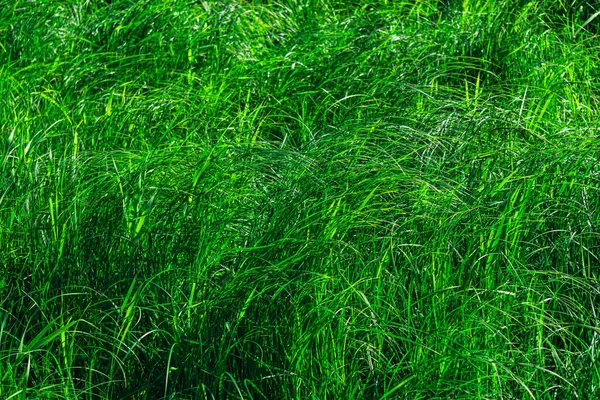 Заросли Болотной Травы Зеленый Естественный Частично Размытый Фон — стоковое фото