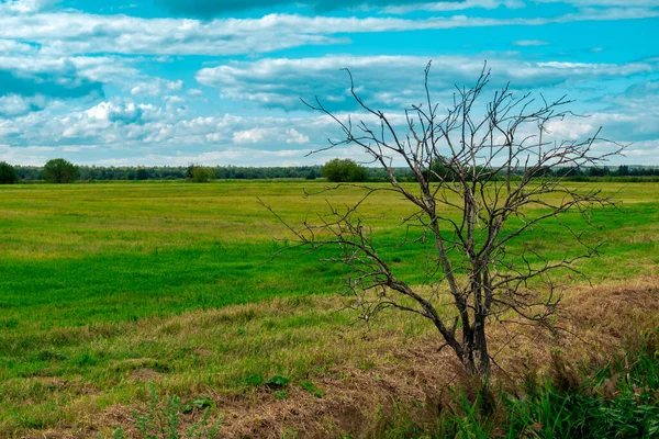 牧草地の端にある乾いた木は — ストック写真