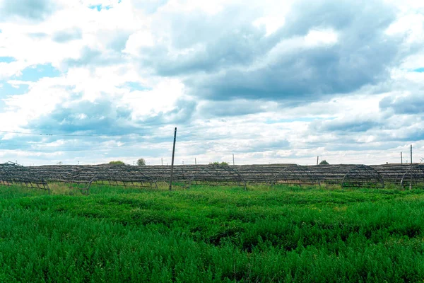 Quadros Estufas Agrícolas Abandonadas Entre Grama Selvagem Declínio Agricultura — Fotografia de Stock