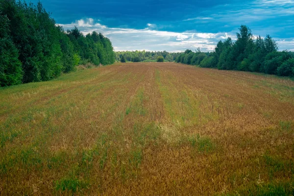 Paisaje Rural Matutino Pequeño Campo Cultivos Forrajeros Entre Bosque — Foto de Stock