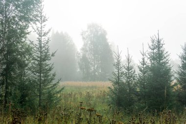 Vahşi orman, sonbahar çimleri ile sabah sisi altında.
