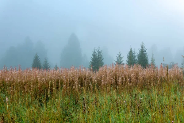 Őszi Erdő Tisztás Fakó Tűzfű Reggeli Köd — Stock Fotó