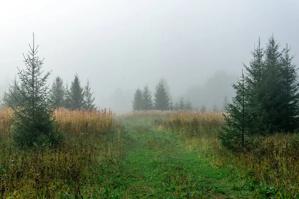 Prado Del Bosque Salvaje Con Hierba Otoño Neblina Mañana —  Fotos de Stock