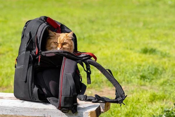 Jengibre Gato Viaja Sentado Una Mochila —  Fotos de Stock