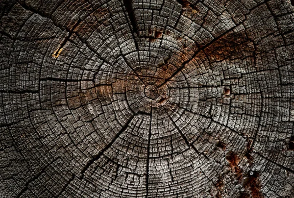 Butt End Old Log Wooden Building Structure — Fotografia de Stock