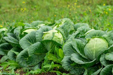 Bahçede doğal organik beyaz lahana yetişiyor.