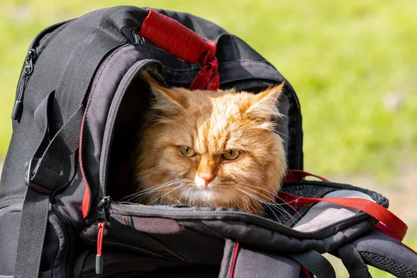 Jengibre Gato Senderismo Sentado Una Mochila —  Fotos de Stock