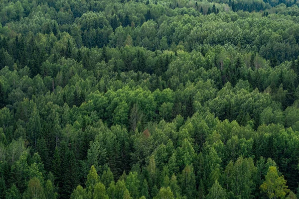 Fondo Paisaje Coronas Árboles Bosque Desde Vista Pájaro —  Fotos de Stock