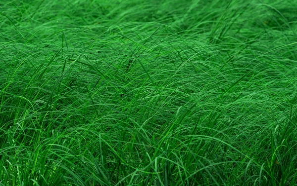 Заросли Болотной Травы Зеленый Естественный Частично Размытый Фон — стоковое фото