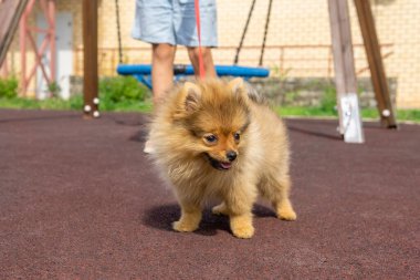 Pomeranya 'lı köpek yavrusu küçük sahibiyle parkta yürüyor.