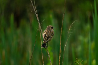 Bulanık doğal arka planda bir bitkinin gövdesinde oturan küçük bir kuş.