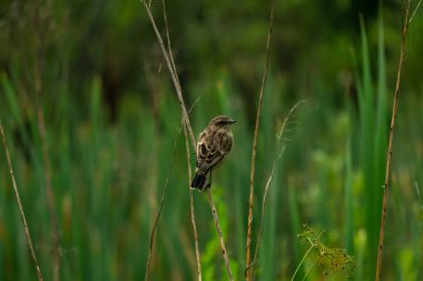 Bulanık doğal arka planda bir bitkinin gövdesinde oturan küçük bir kuş.