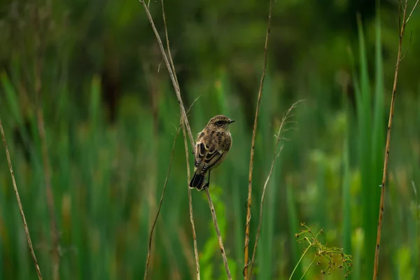 Μικρό Πουλί Whinchat Κάθεται Ένα Στέλεχος Ενός Φυτού Ένα Θολό — Φωτογραφία Αρχείου