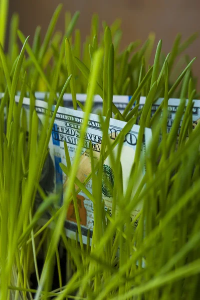 Hundert-Dollar-Scheine im grünen Gras — Stockfoto