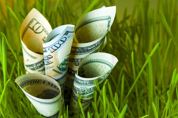 Billetes de dólar creciendo en hierba verde — Foto de Stock