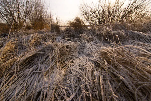 Gulat gräs är täckt med ett lager snö — Stockfoto