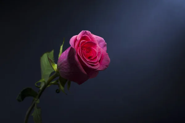 Piękne Szkarłatna róża — Zdjęcie stockowe
