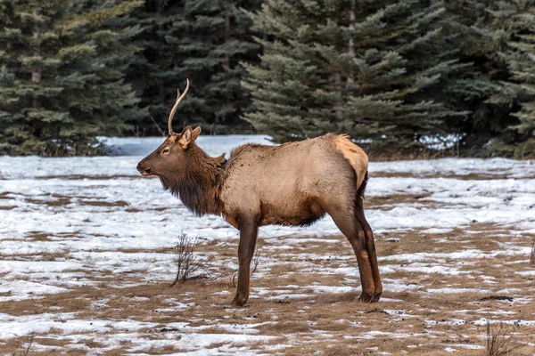 Wapiti d'Amérique du Nord — Photo