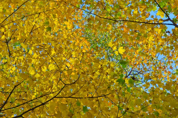 Die bunten Bäume des Herbstes — Stockfoto