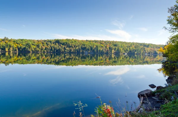 Bild av sjön skog — Stockfoto