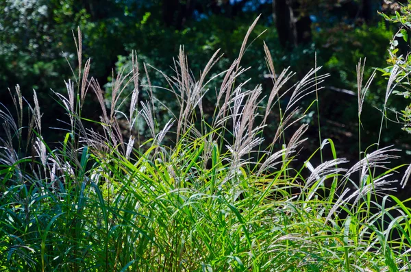 Foto van de bloementuin — Stockfoto