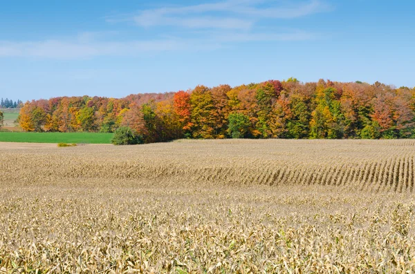 Imagen del día de otoño — Foto de Stock