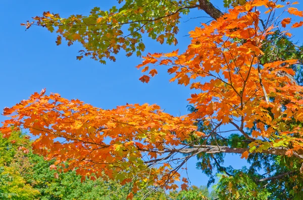 Imagem das cores do outono — Fotografia de Stock