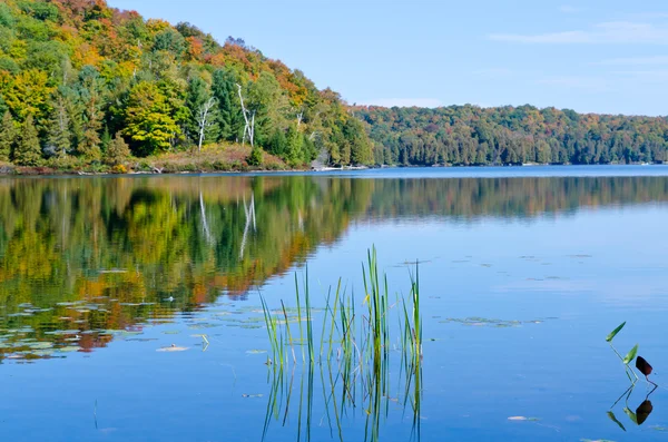 Bild av sjön skog — Stockfoto