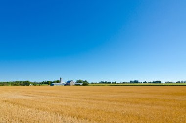 Sarı tarım alanları 
