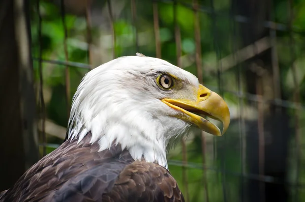 Picture of the bald eagle — Stock Photo, Image